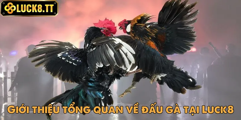 Sảnh đá gà Luck8 rất được nhiều người ưa chuộng