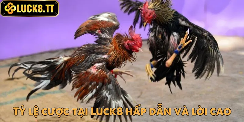 Những điều nổi bật của sảnh đá gà tại nhà cái Luck8